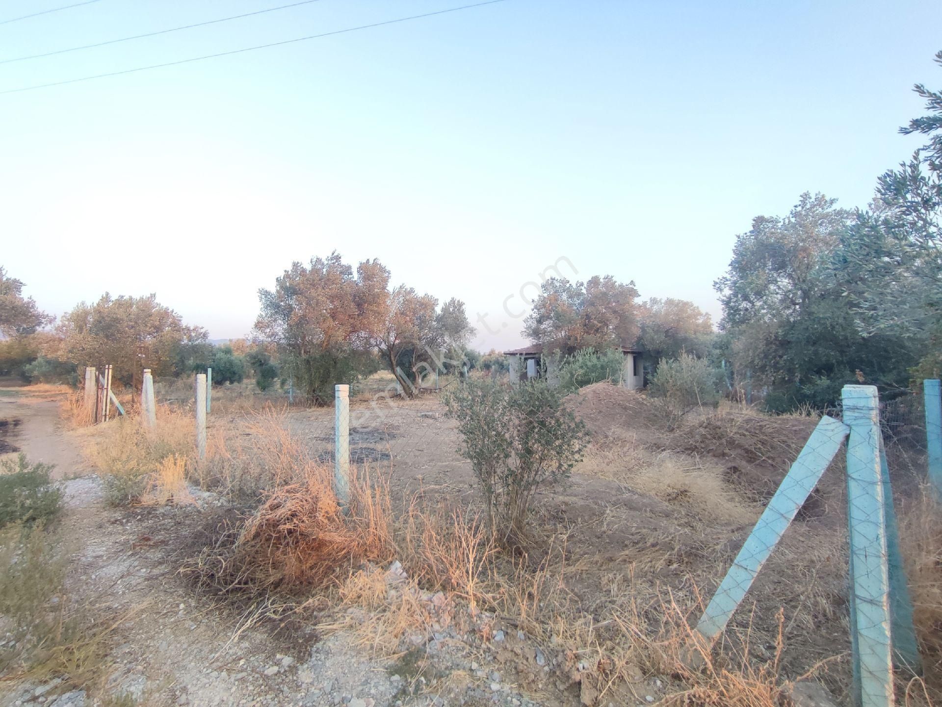 Utku Gayrimenkulden Akhisar Efendi Mah Satılık Zeytinlik Hobi Bahcesi - Görsel 31