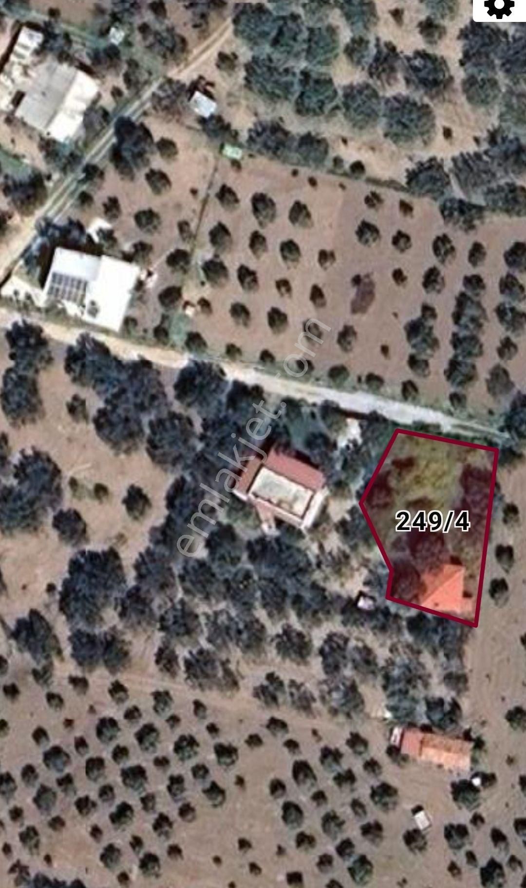 Utku Gayrimenkulden Akhisar Efendi Mah Satılık Zeytinlik Hobi Bahcesi - Görsel 33