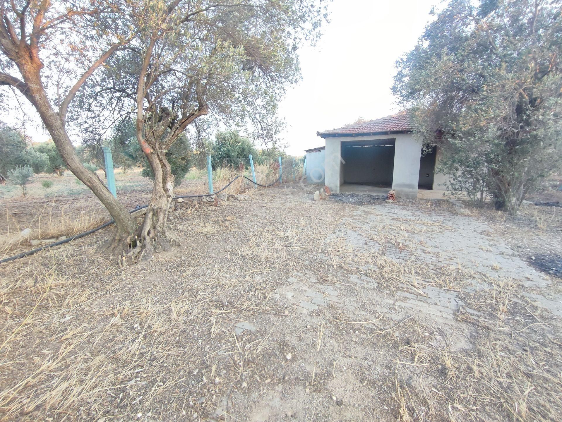 Utku Gayrimenkulden Akhisar Efendi Mah Satılık Zeytinlik Hobi Bahcesi - Görsel 4
