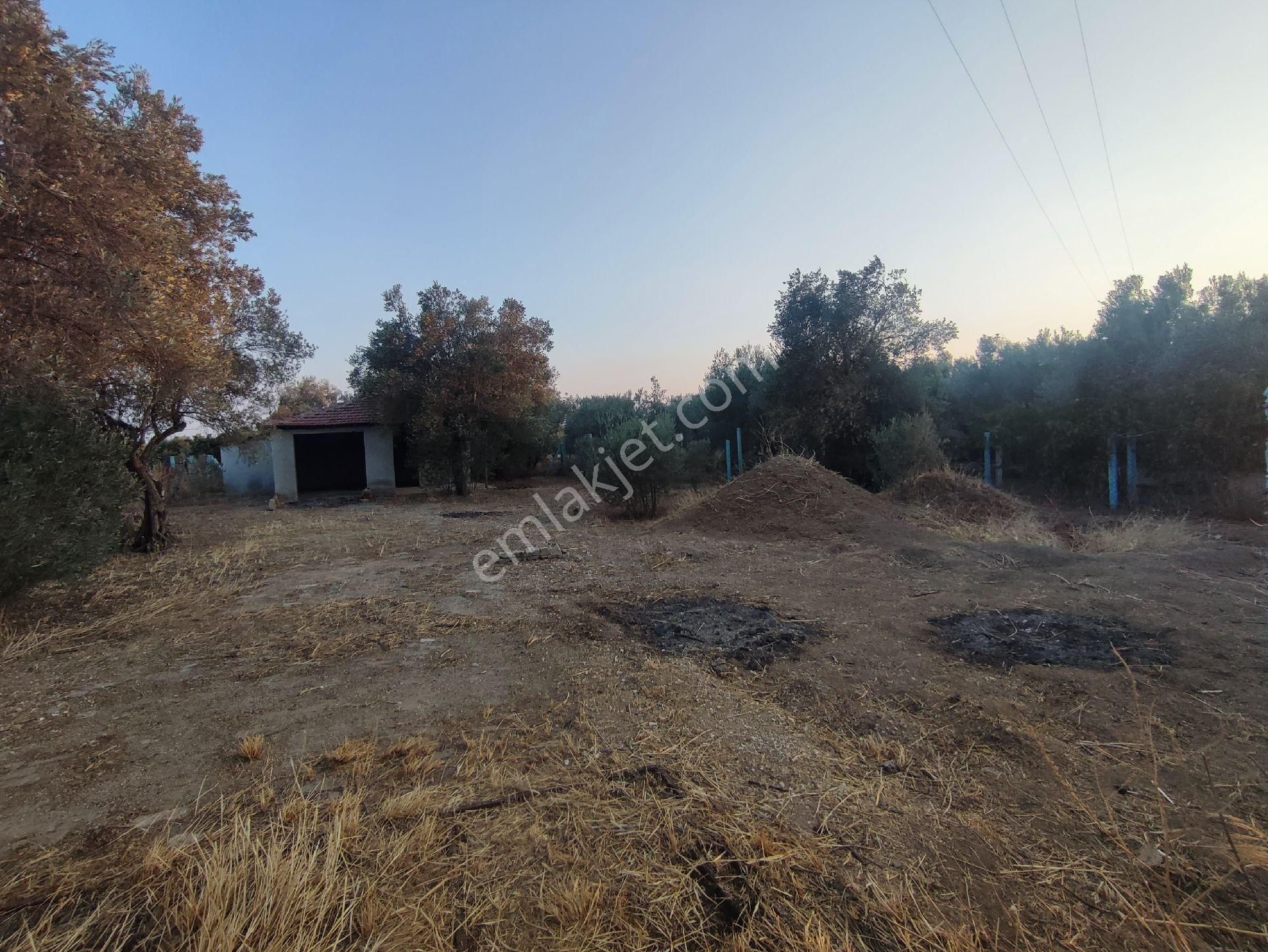 Utku Gayrimenkulden Akhisar Efendi Mah Satılık Zeytinlik Hobi Bahcesi - Görsel 3