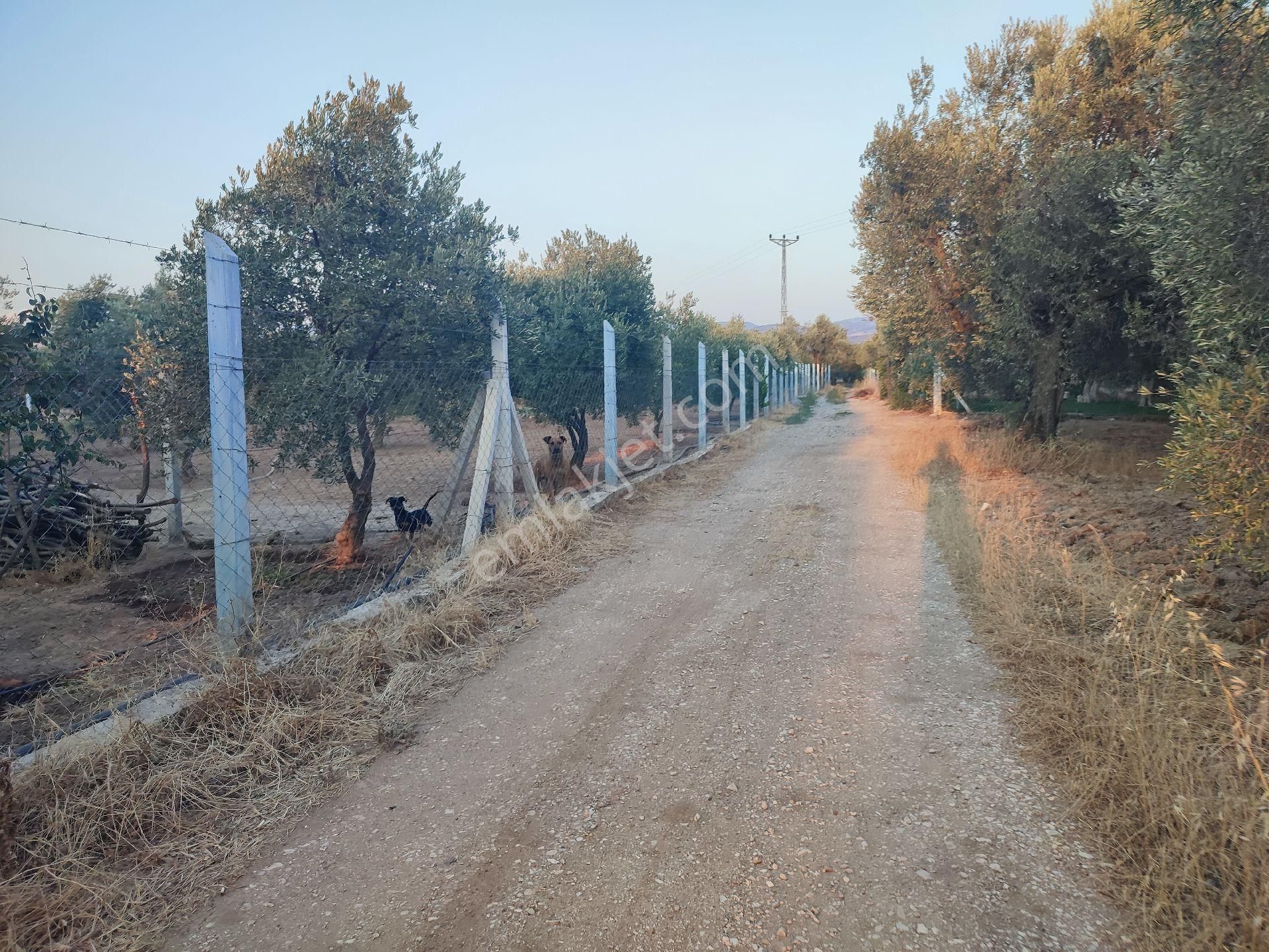 Utku Gayrimenkulden Akhisar Efendi Mah Satılık Zeytinlik Hobi Bahcesi