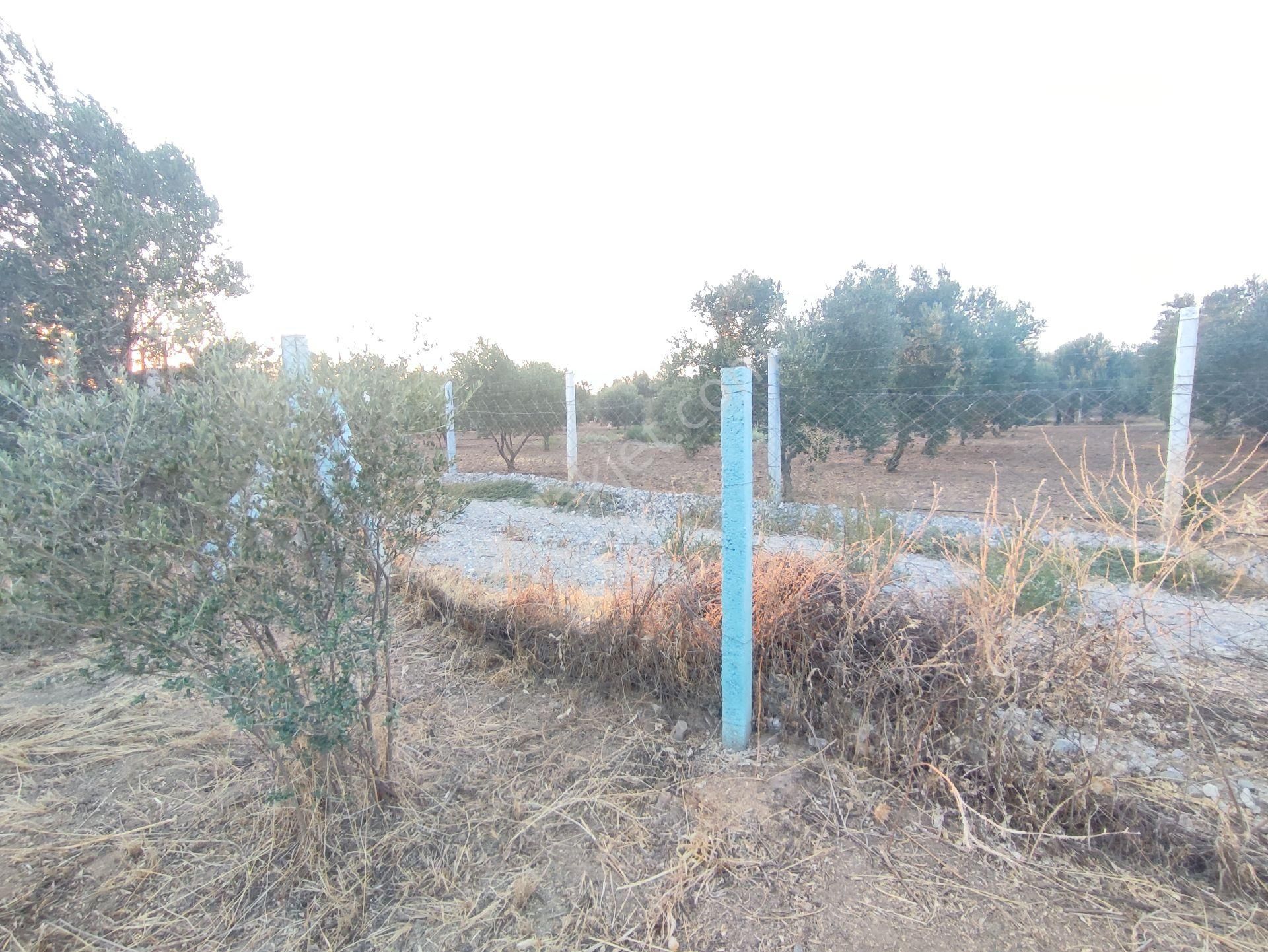 Utku Gayrimenkulden Akhisar Efendi Mah Satılık Zeytinlik Hobi Bahcesi - Görsel 20