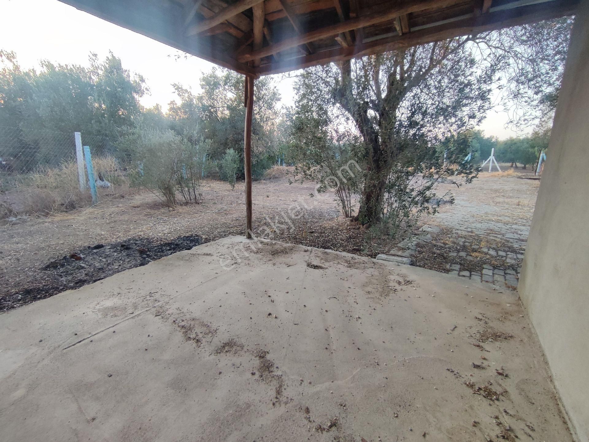 Utku Gayrimenkulden Akhisar Efendi Mah Satılık Zeytinlik Hobi Bahcesi - Görsel 16