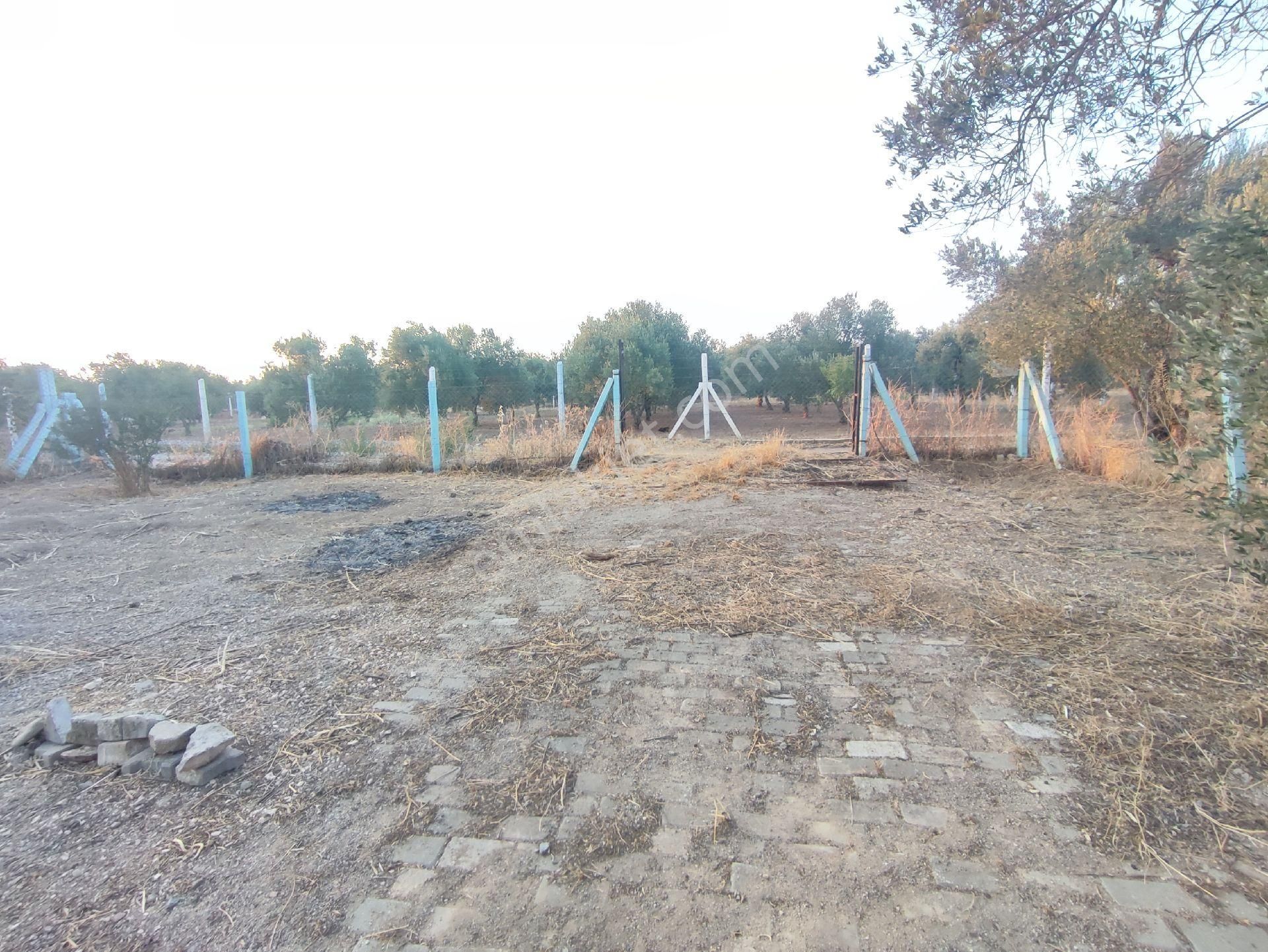 Utku Gayrimenkulden Akhisar Efendi Mah Satılık Zeytinlik Hobi Bahcesi - Görsel 7