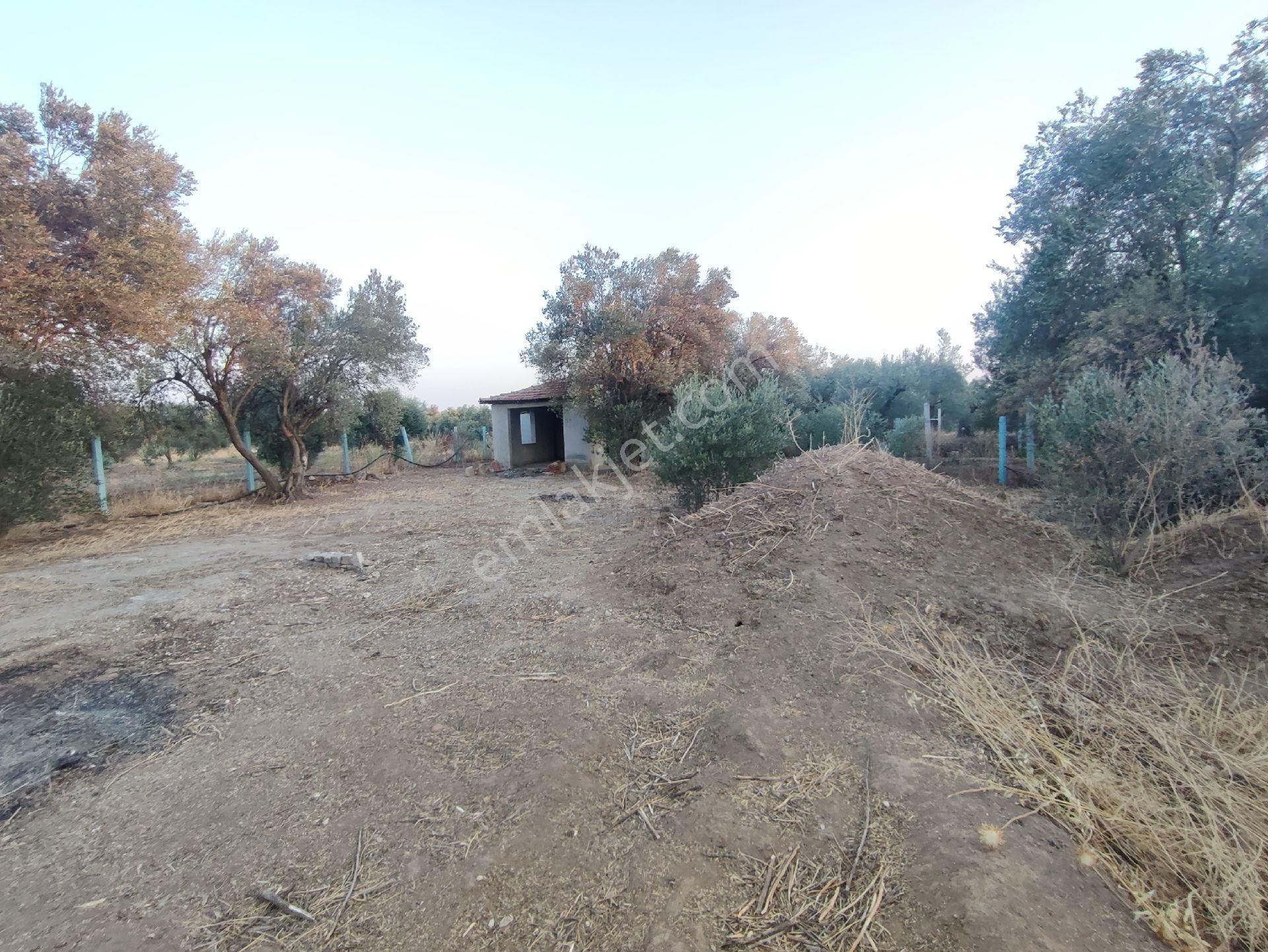 Utku Gayrimenkulden Akhisar Efendi Mah Satılık Zeytinlik Hobi Bahcesi - Görsel 22