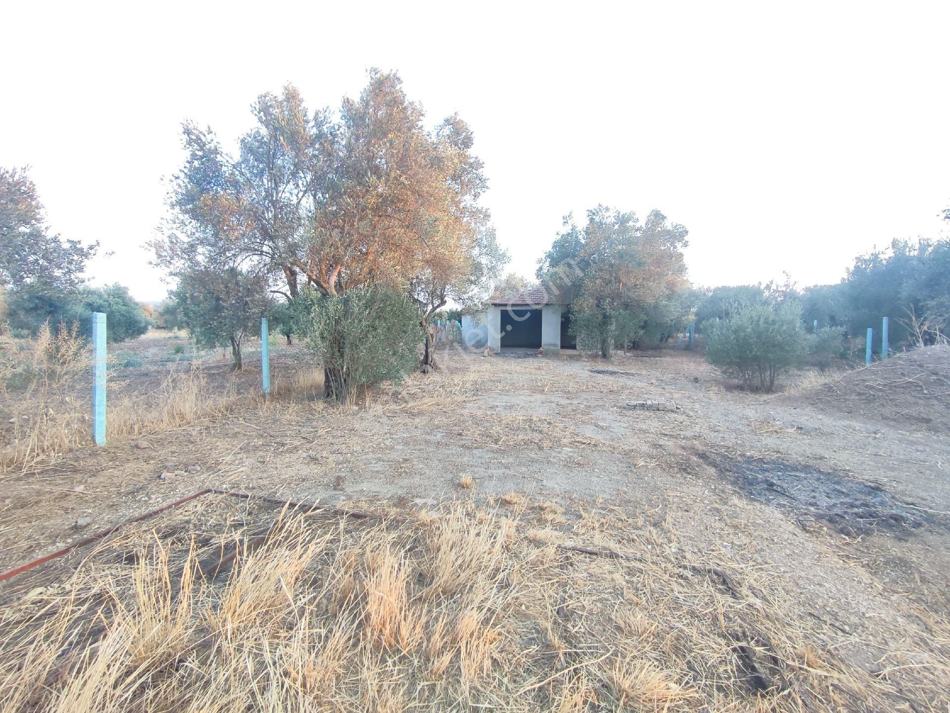 Utku Gayrimenkulden Akhisar Efendi Mah Satılık Zeytinlik Hobi Bahcesi - Görsel 2