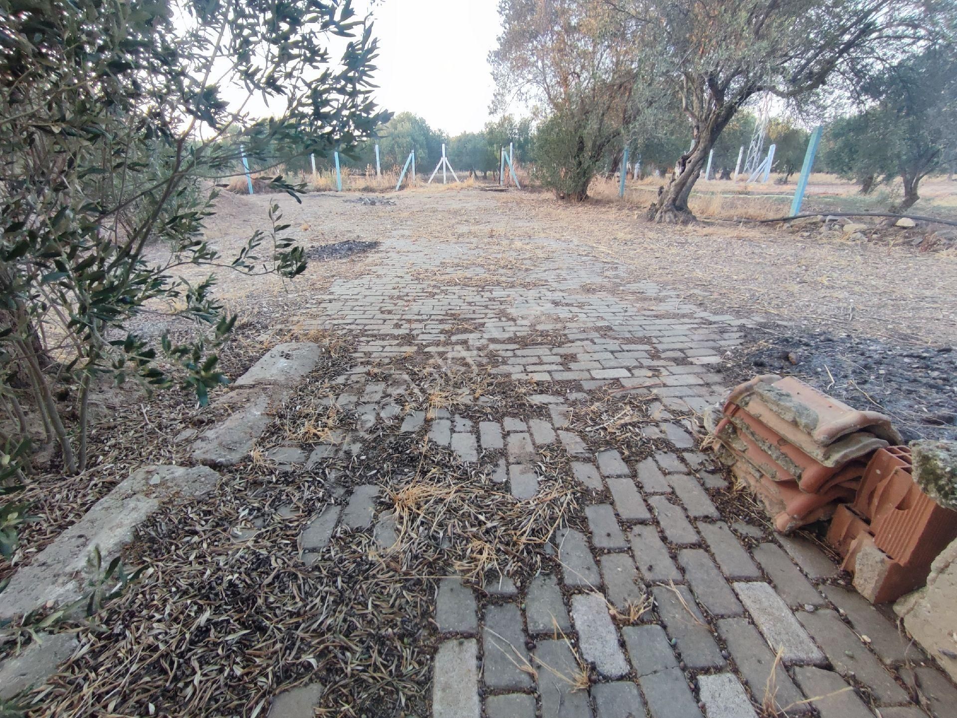 Utku Gayrimenkulden Akhisar Efendi Mah Satılık Zeytinlik Hobi Bahcesi - Görsel 17