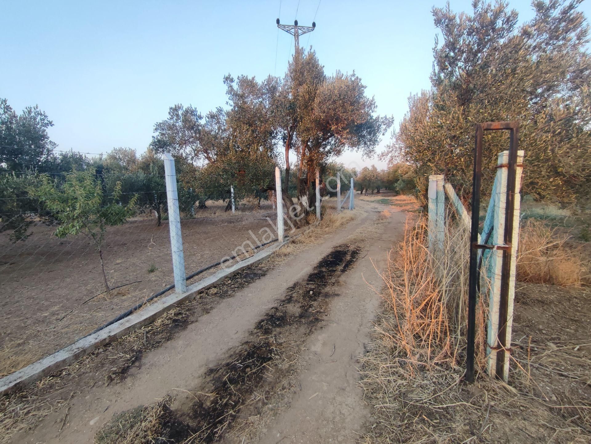 Utku Gayrimenkulden Akhisar Efendi Mah Satılık Zeytinlik Hobi Bahcesi - Görsel 27