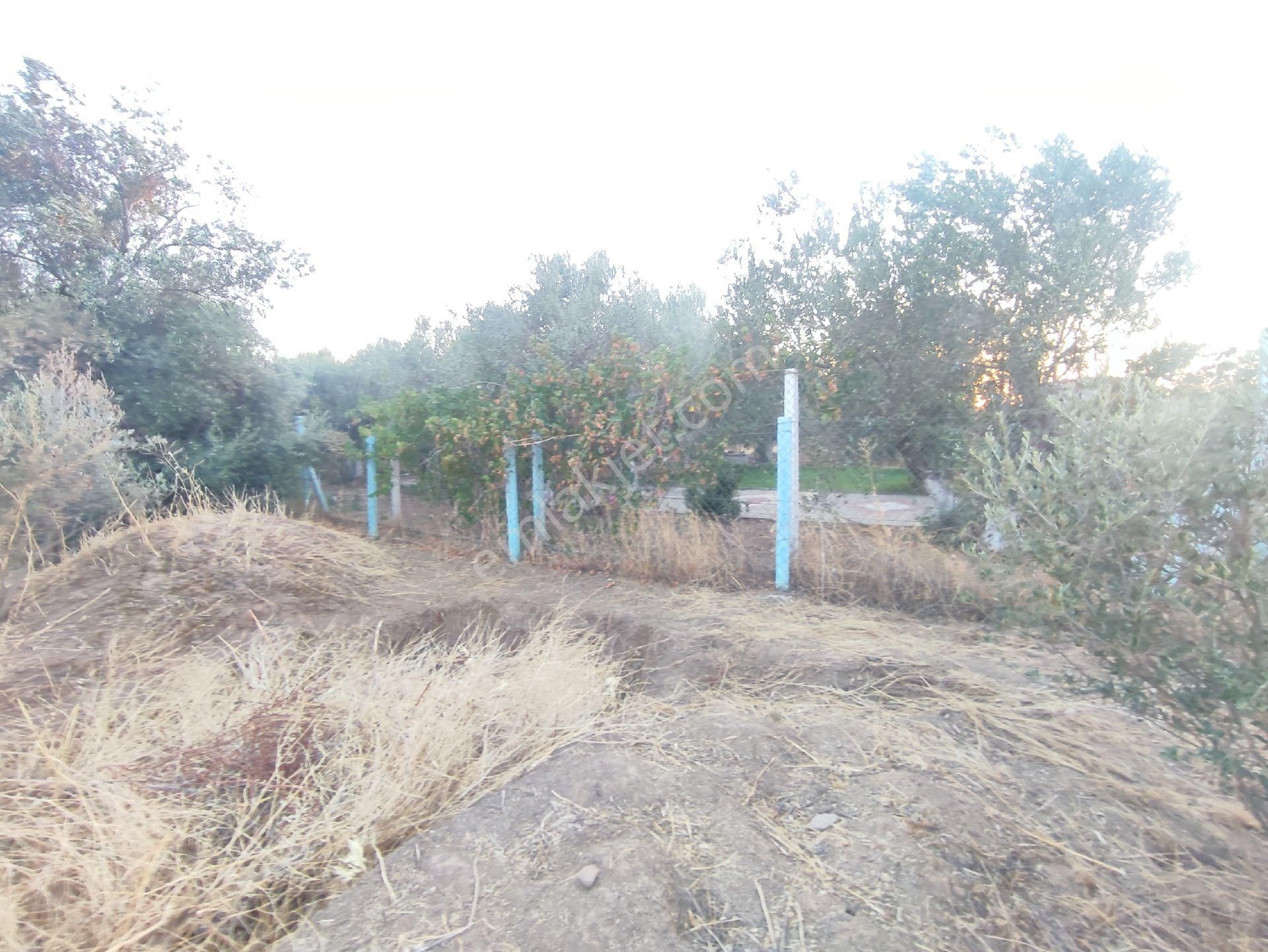 Utku Gayrimenkulden Akhisar Efendi Mah Satılık Zeytinlik Hobi Bahcesi - Görsel 21