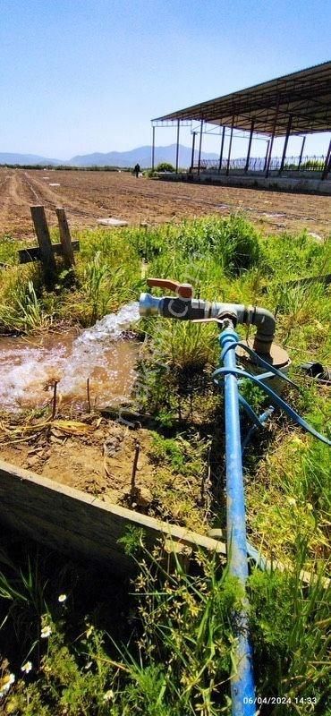 İzmir Bayındır Çırpıda 15 Dönüm Satılık Çiftlik - Görsel 2