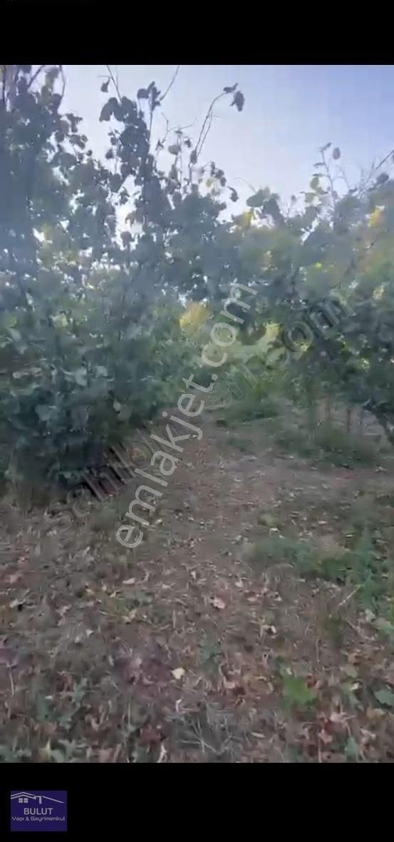 Geyve Akıncılarda 3.440m2 Fındıklık.köy İçinde. - Görsel 5