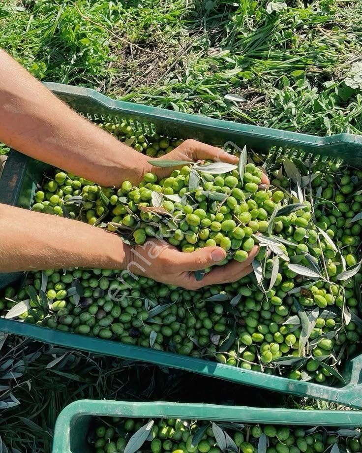 Kaçırılmayacak Fırsat Yatırımlık Zeytinlik Full Turşuluk