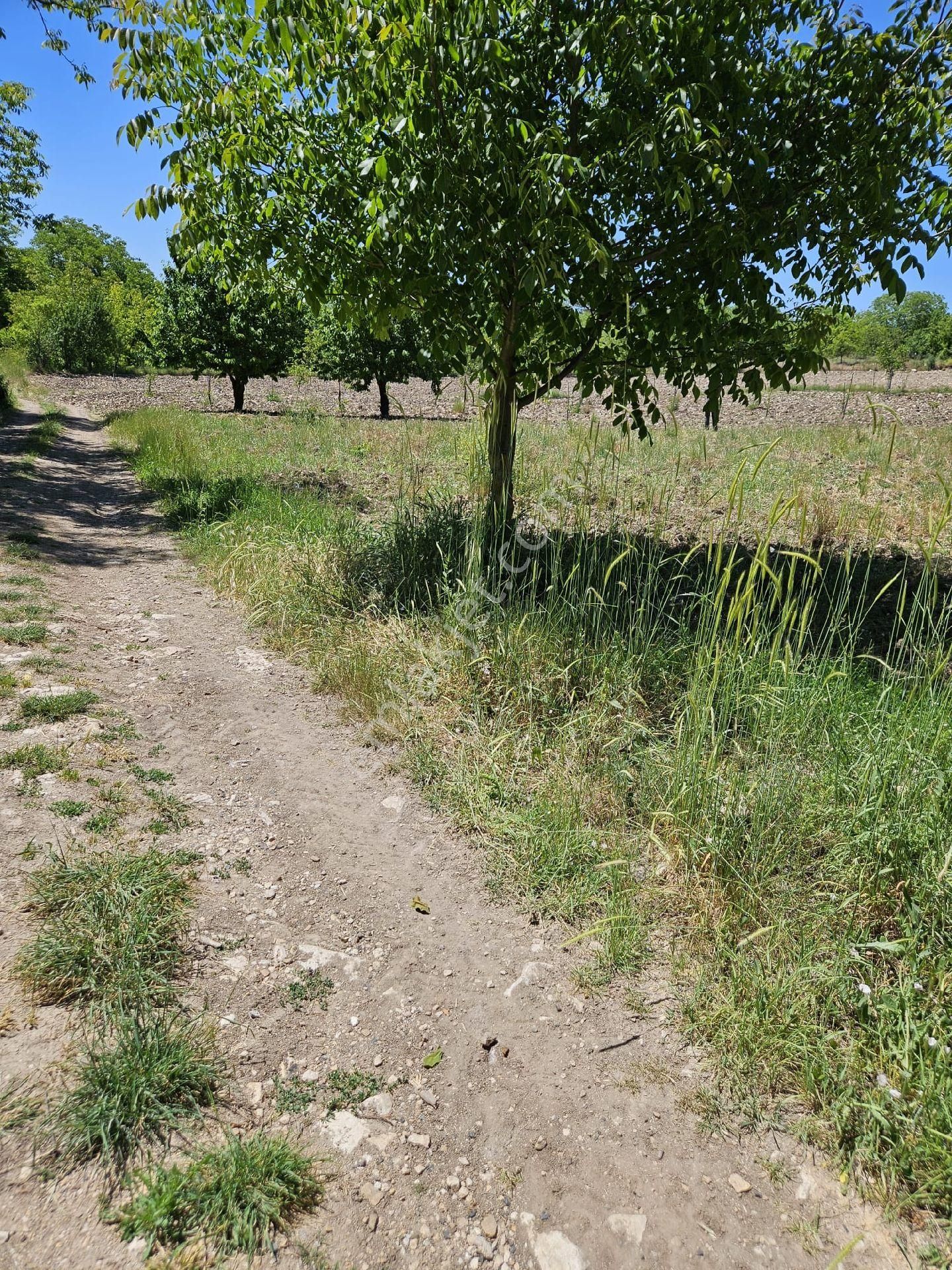 Yolu ,suyu Olan Bursa Keles Davutlar Köyünde 1 Dönüm Hobi Bahçesi