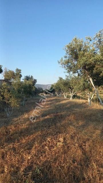 350 Civarı Gemlik Zeytini Olan Satılık Zeytinlik - Görsel 5