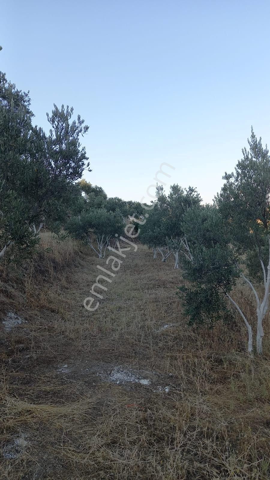 350 Civarı Gemlik Zeytini Olan Satılık Zeytinlik - Görsel 10