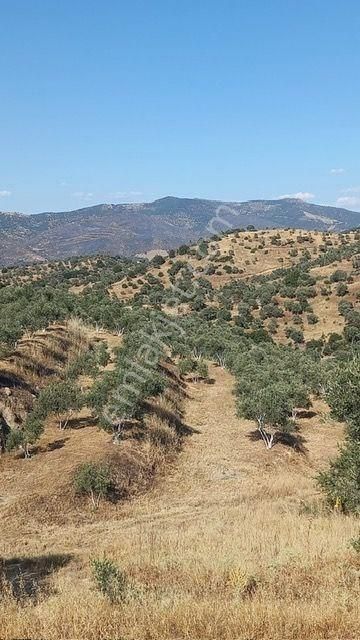 350 Civarı Gemlik Zeytini Olan Satılık Zeytinlik - Görsel 6