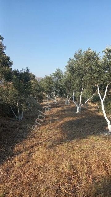 350 Civarı Gemlik Zeytini Olan Satılık Zeytinlik - Görsel 2