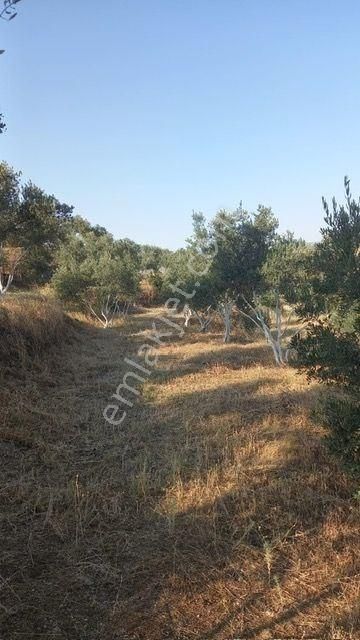 350 Civarı Gemlik Zeytini Olan Satılık Zeytinlik - Görsel 11