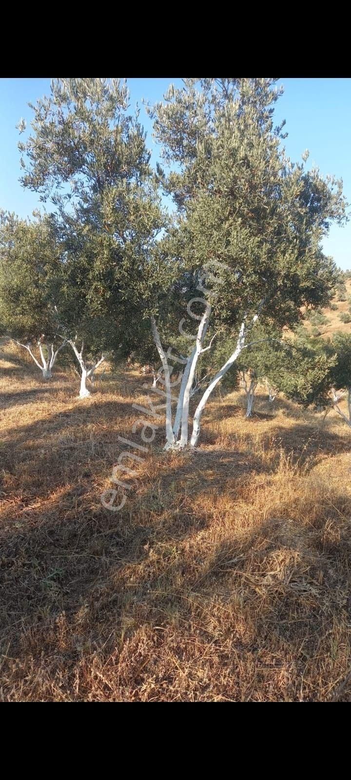 350 Civarı Gemlik Zeytini Olan Satılık Zeytinlik - Görsel 8