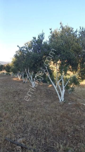 350 Civarı Gemlik Zeytini Olan Satılık Zeytinlik - Görsel 4