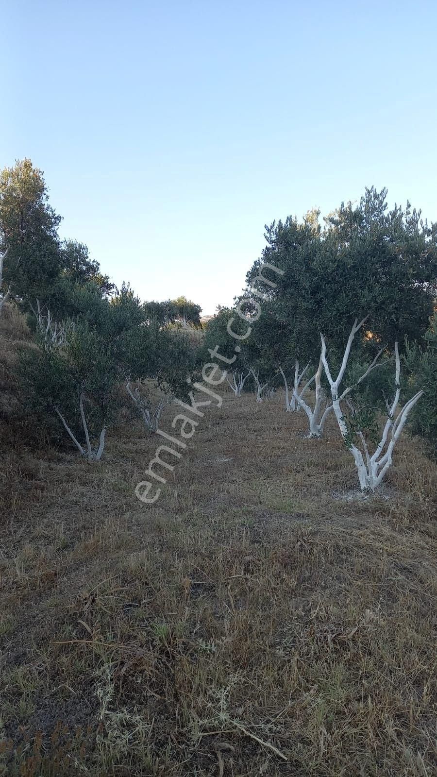 350 Civarı Gemlik Zeytini Olan Satılık Zeytinlik - Görsel 3