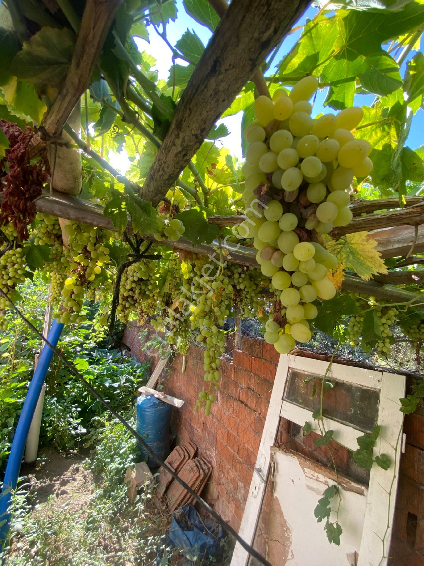 Bayındır Çırpı Köyü Kaçırılmaz Arsa + 2 Geniş Konut - Görsel 11