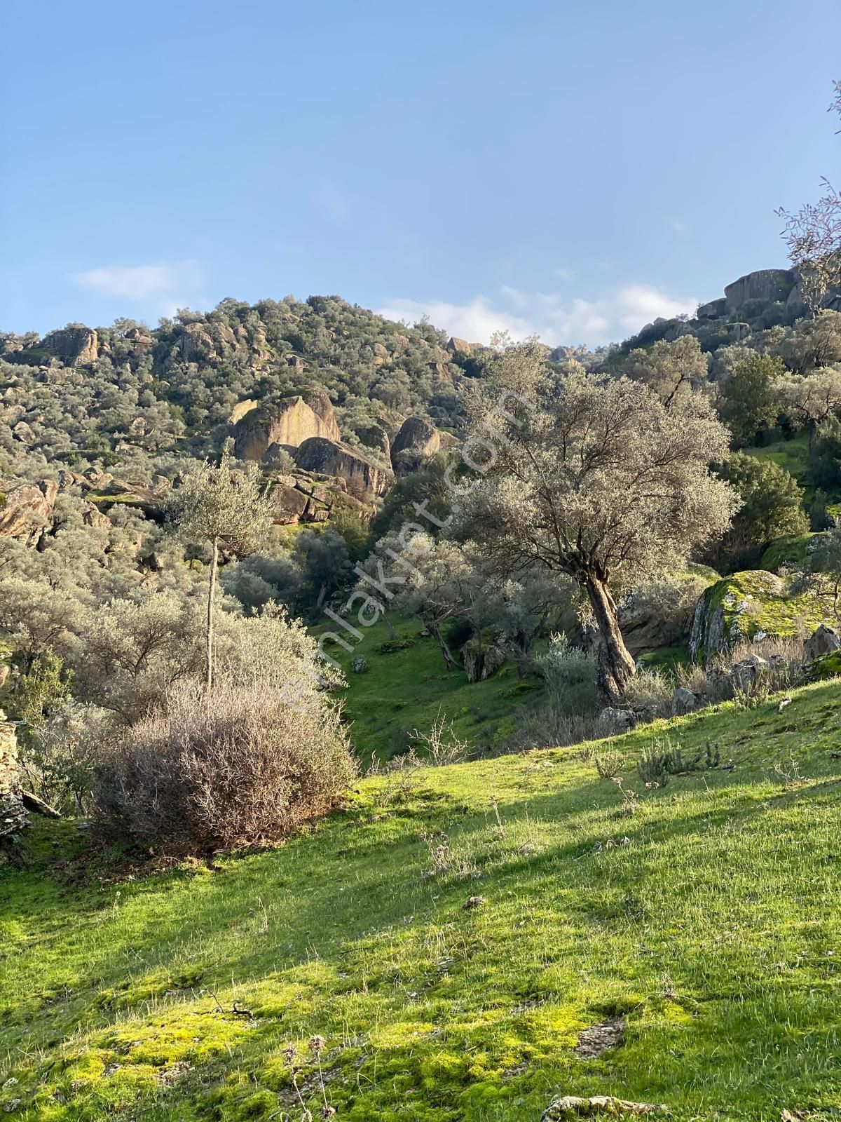 Sevim Emlak'tan, Aydın/karpuzlu'da, 786 M2 Satılık Zeytinlik
