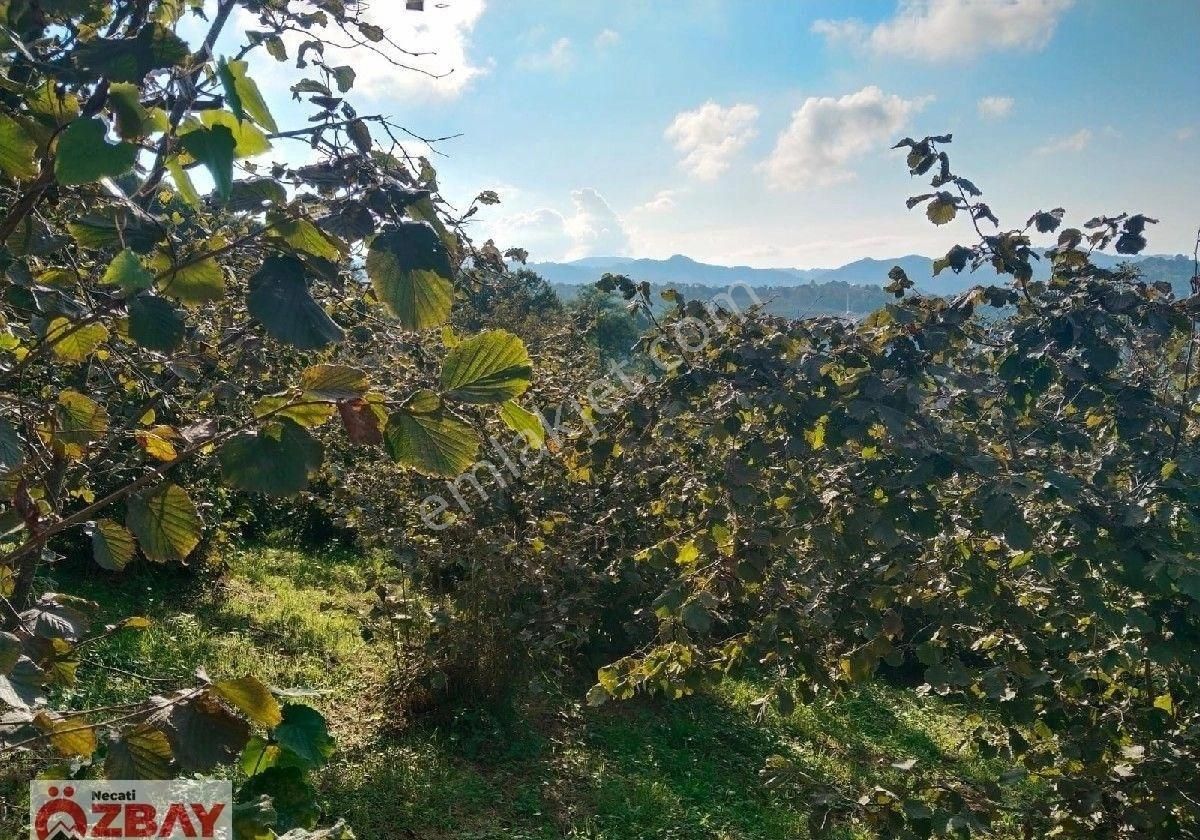 Kızılhisar Mah.de Satılık 3 Dönüm Fındık Bahçesi