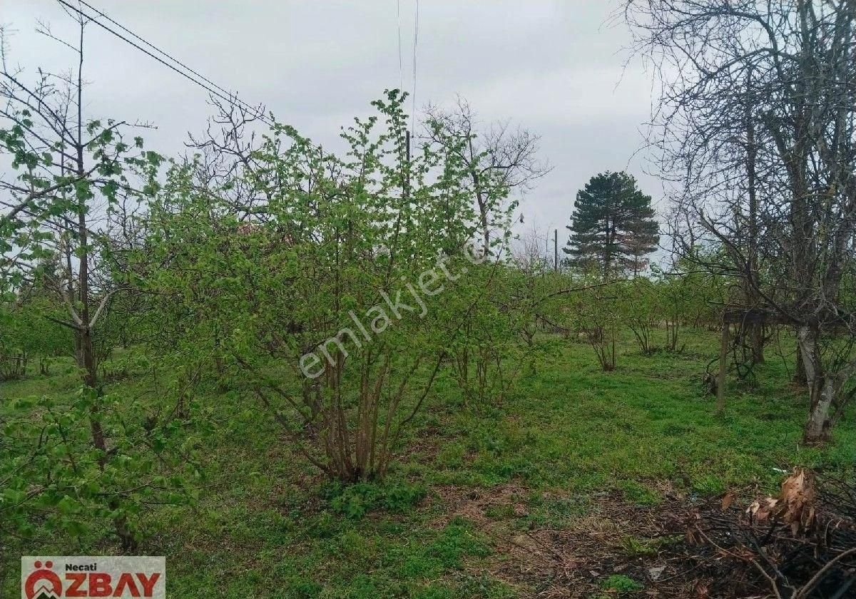 Perşembe'de 5 Dönüm Deniz Ve Doğa Manzaralı Arazi Ve İki Katlı Ev - Görsel 5