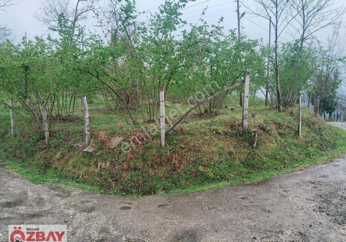 Perşembe'de 5 Dönüm Deniz Ve Doğa Manzaralı Arazi Ve İki Katlı Ev - Görsel 7