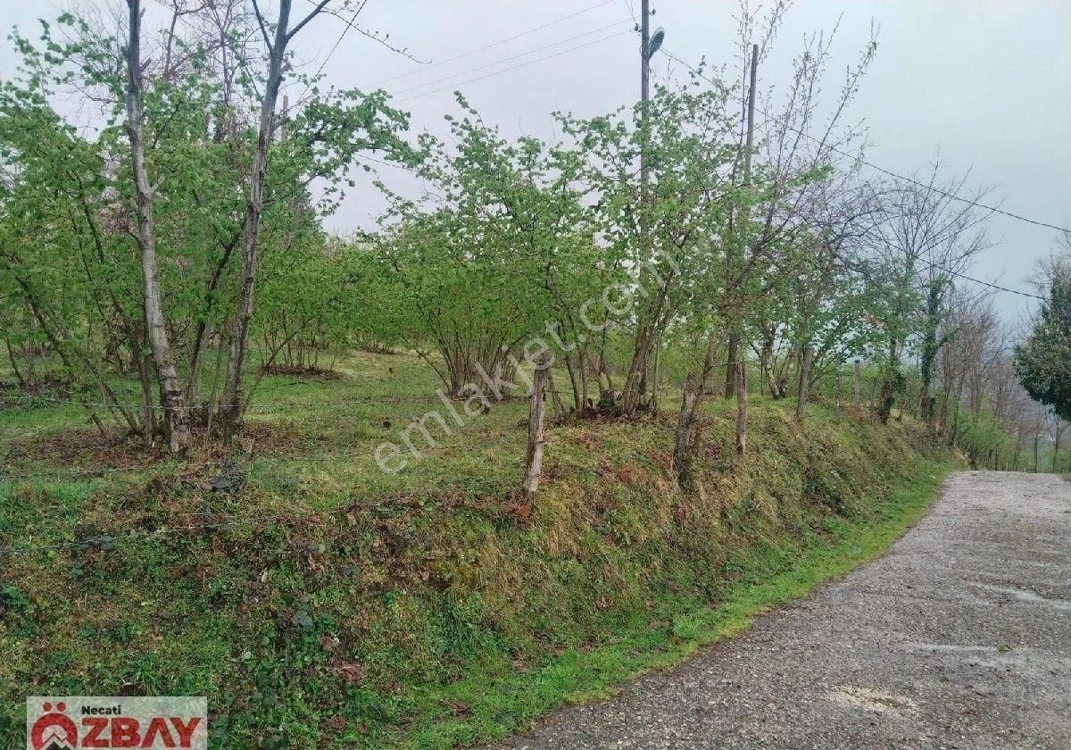 Perşembe'de 5 Dönüm Deniz Ve Doğa Manzaralı Arazi Ve İki Katlı Ev - Görsel 14