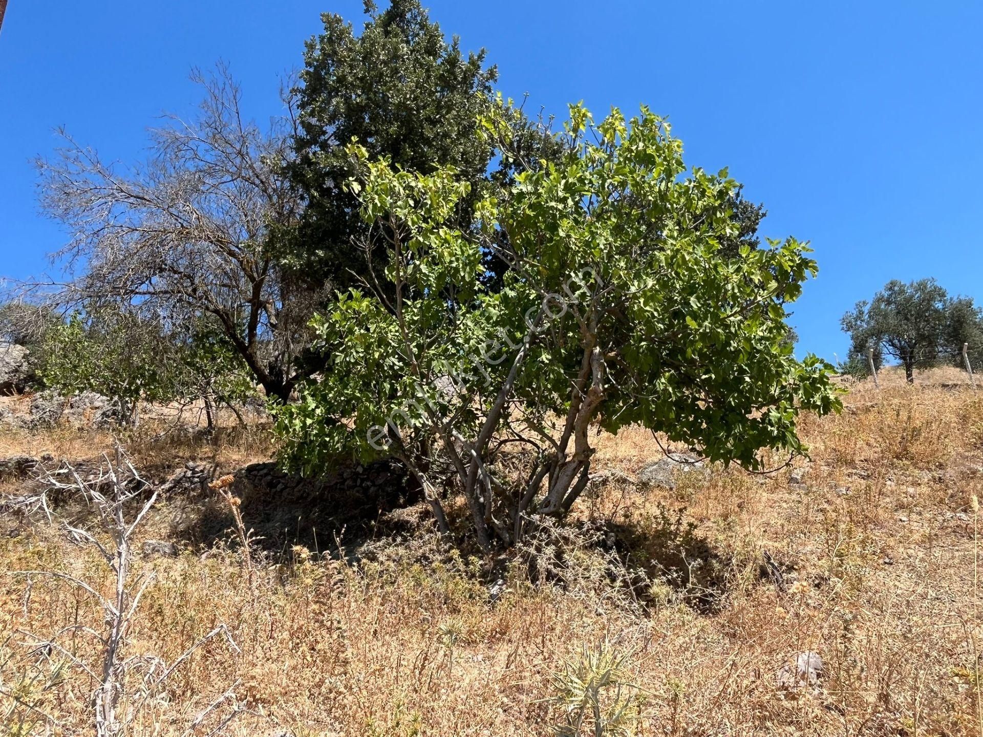 Çanakkale Ayvacık Küçükhusun'da Satılık Tarla - Görsel 18