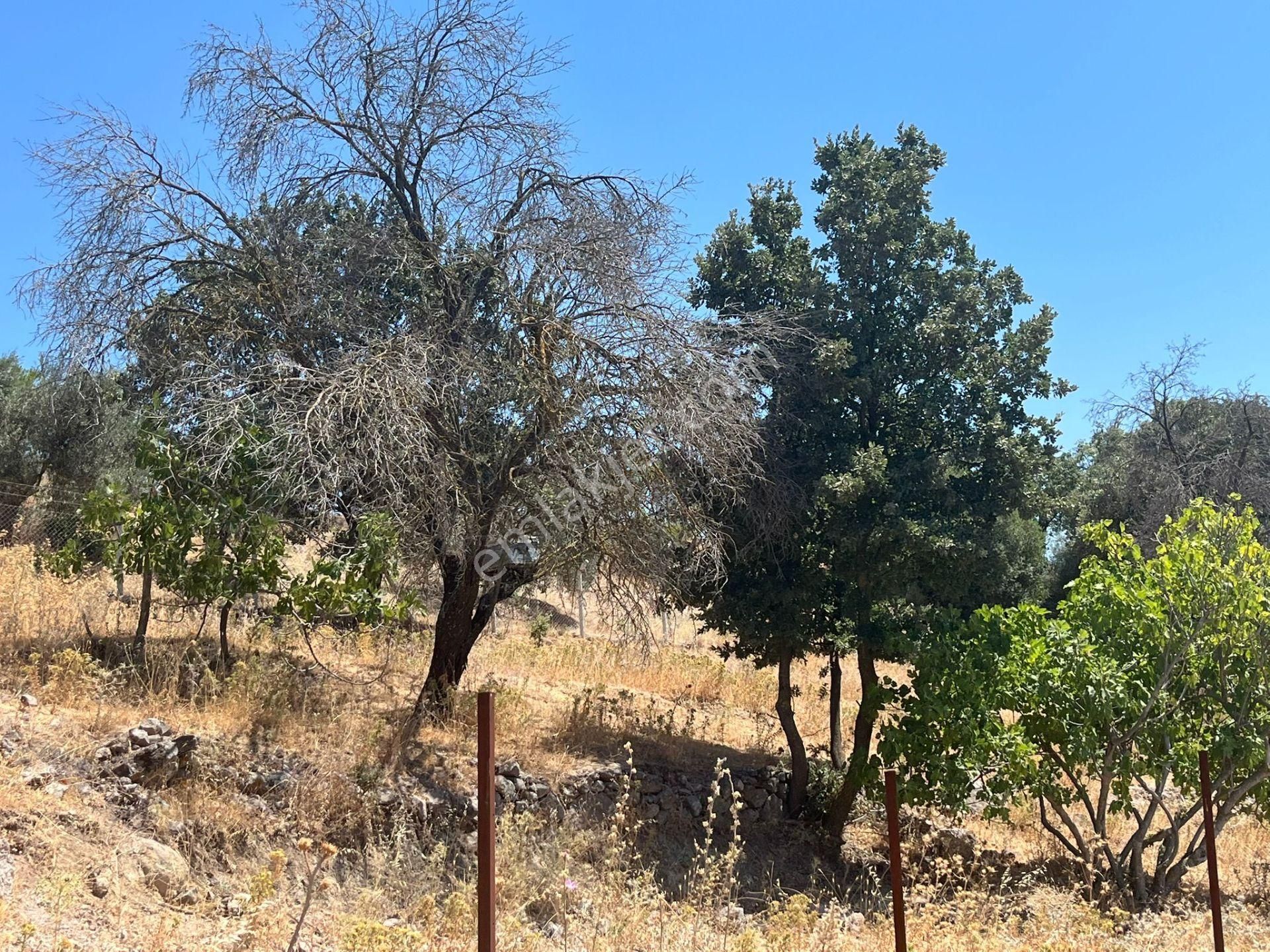 Çanakkale Ayvacık Küçükhusun'da Satılık Tarla - Görsel 16