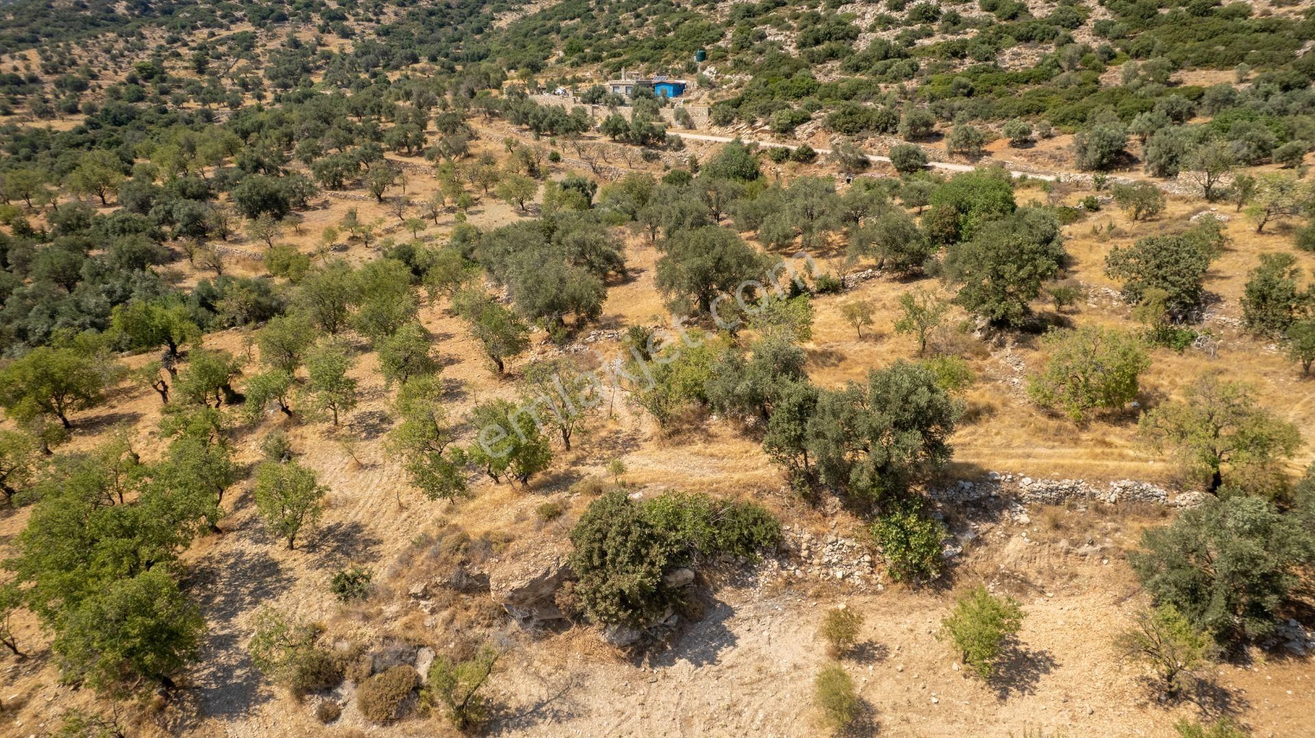 Datça Cumalı Köyünde Satılık 1.830 M2 Bademlik Tarla - Görsel 2