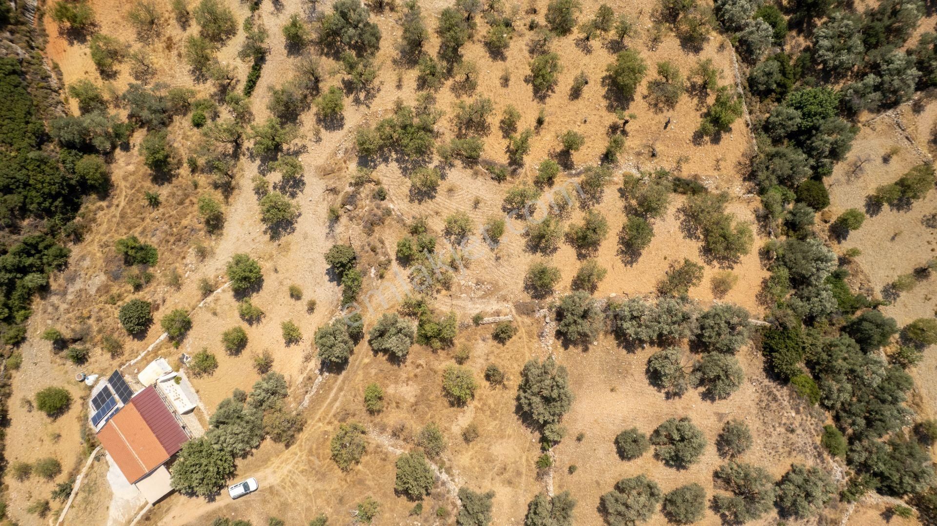 Datça Cumalı Köyünde Satılık 1.830 M2 Bademlik Tarla - Görsel 6