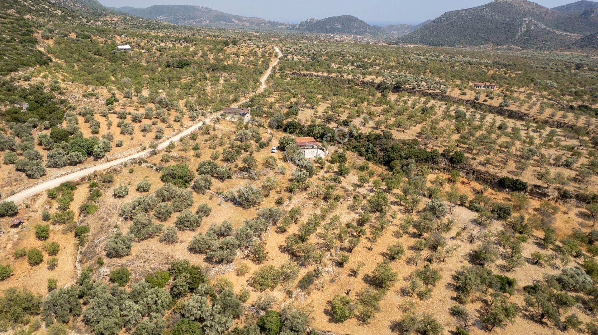 Datça Cumalı Köyünde Satılık 1.830 M2 Bademlik Tarla - Görsel 33