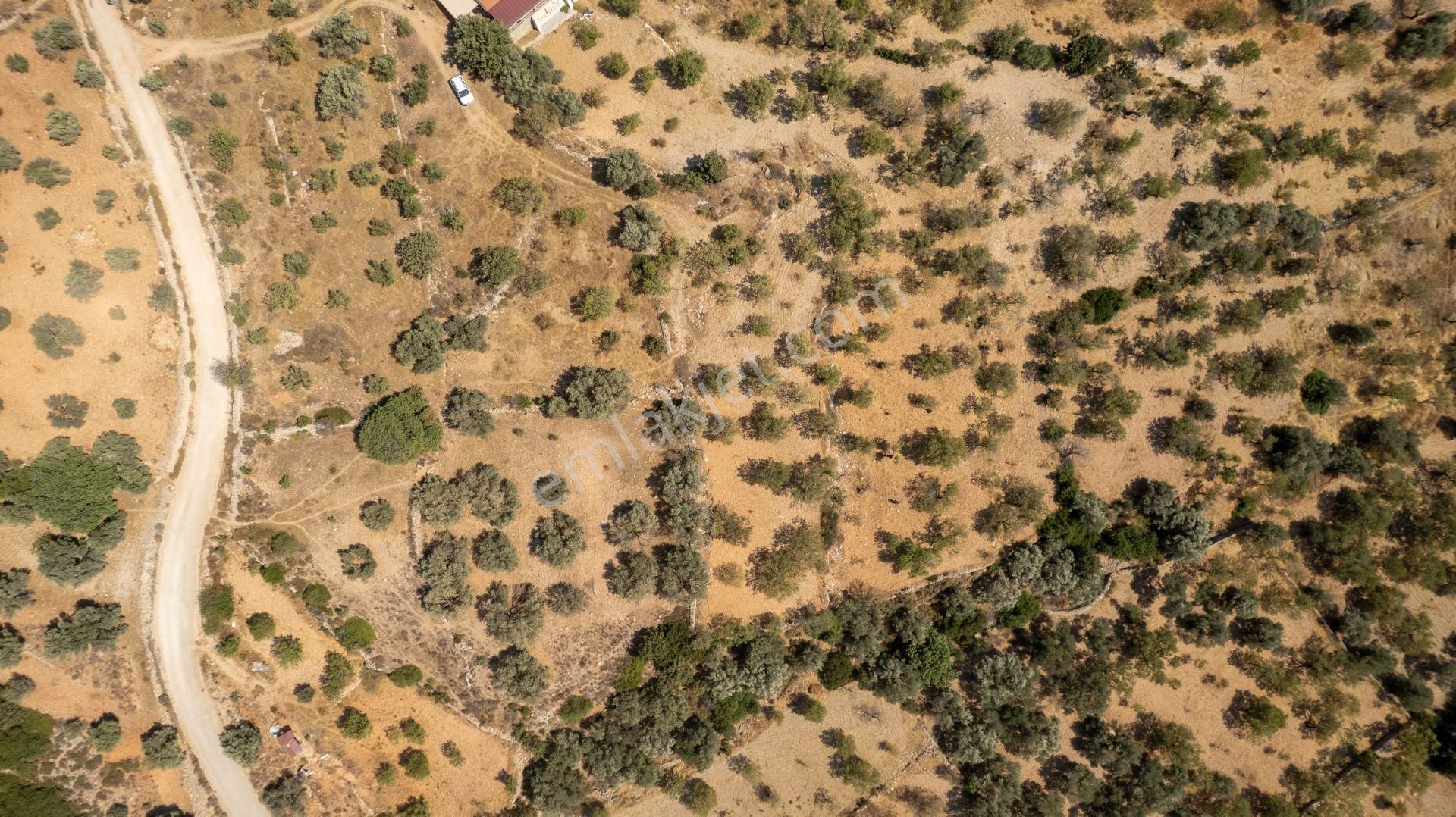 Datça Cumalı Köyünde Satılık 1.830 M2 Bademlik Tarla - Görsel 8