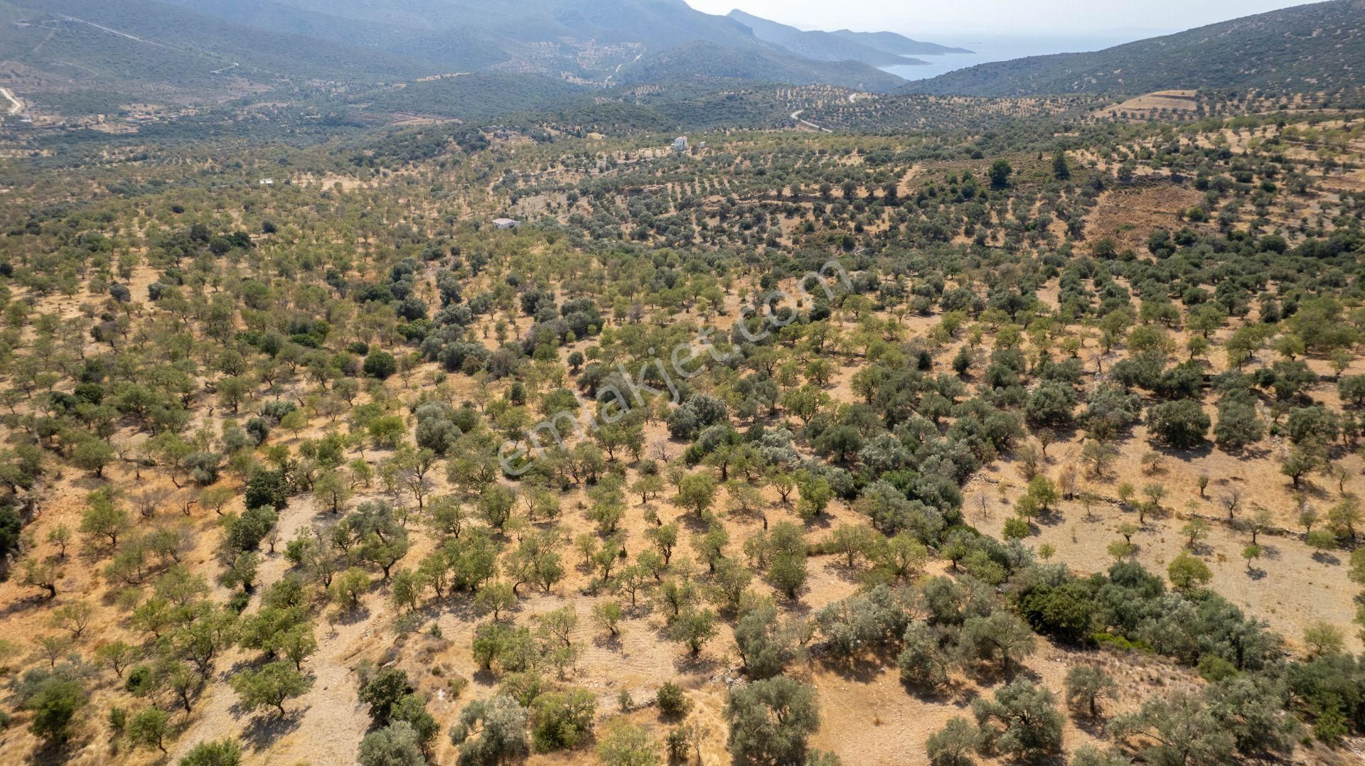 Datça Cumalı Köyünde Satılık 1.830 M2 Bademlik Tarla - Görsel 17
