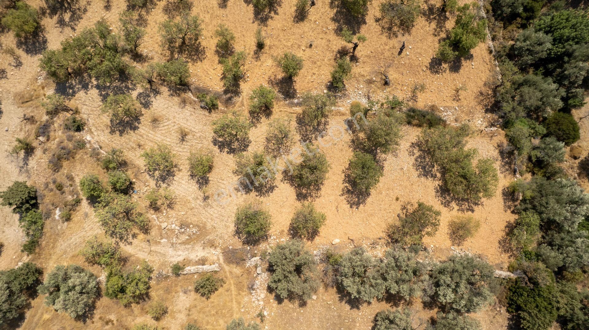 Datça Cumalı Köyünde Satılık 1.830 M2 Bademlik Tarla - Görsel 7