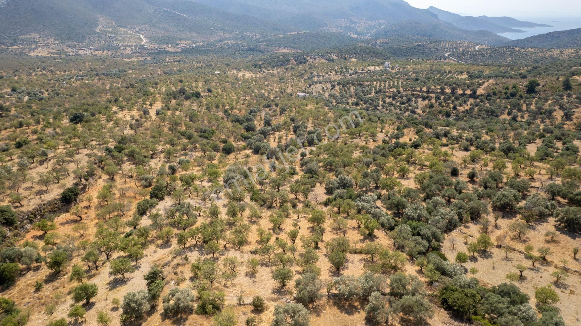 Datça Cumalı Köyünde Satılık 1.830 M2 Bademlik Tarla - Görsel 16