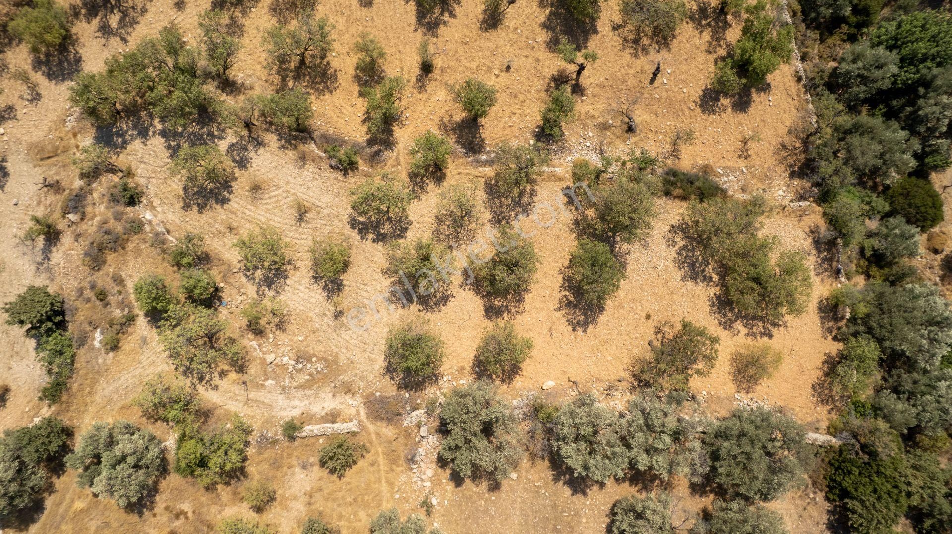 Datça Cumalı Köyünde Satılık 1.830 M2 Bademlik Tarla - Görsel 11