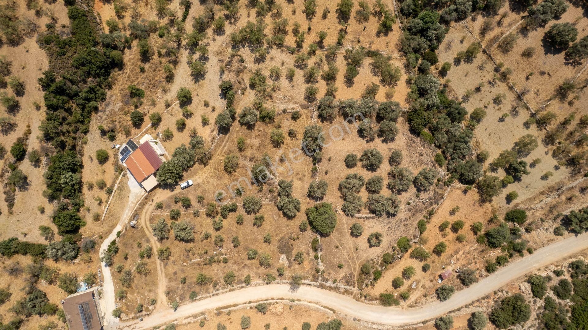 Datça Cumalı Köyünde Satılık 1.830 M2 Bademlik Tarla - Görsel 14