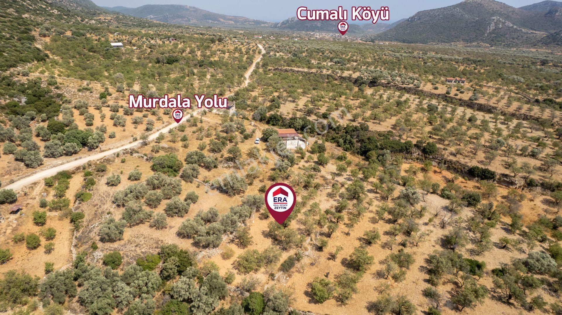 Datça Cumalı Köyünde Satılık 1.830 M2 Bademlik Tarla - Görsel 32