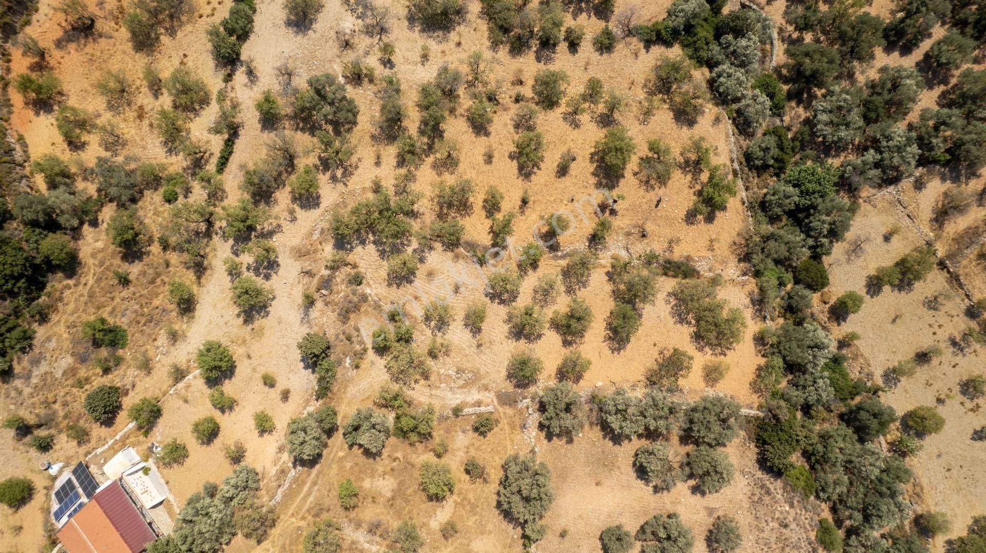 Datça Cumalı Köyünde Satılık 1.830 M2 Bademlik Tarla - Görsel 12