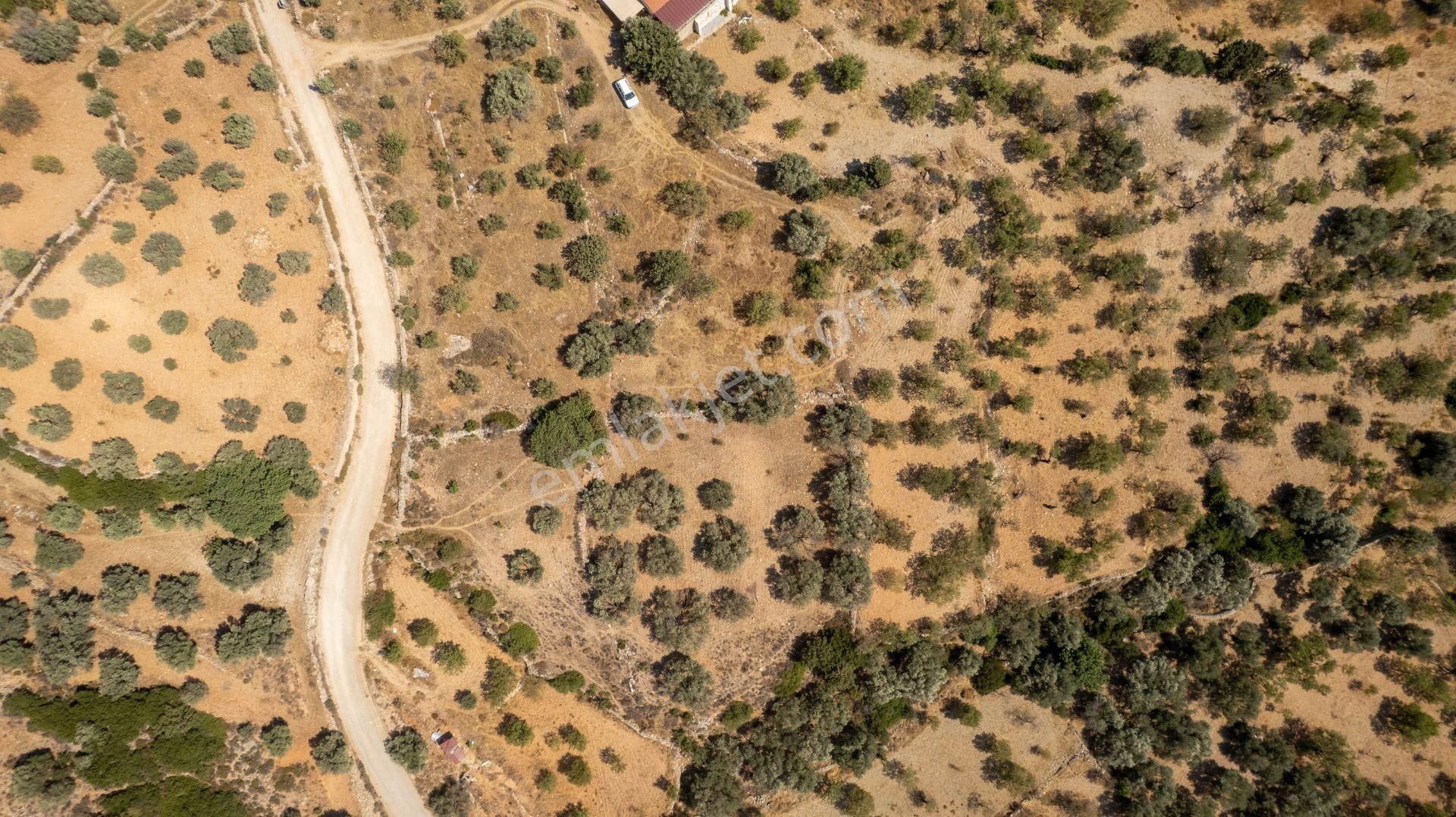 Datça Cumalı Köyünde Satılık 1.830 M2 Bademlik Tarla - Görsel 10