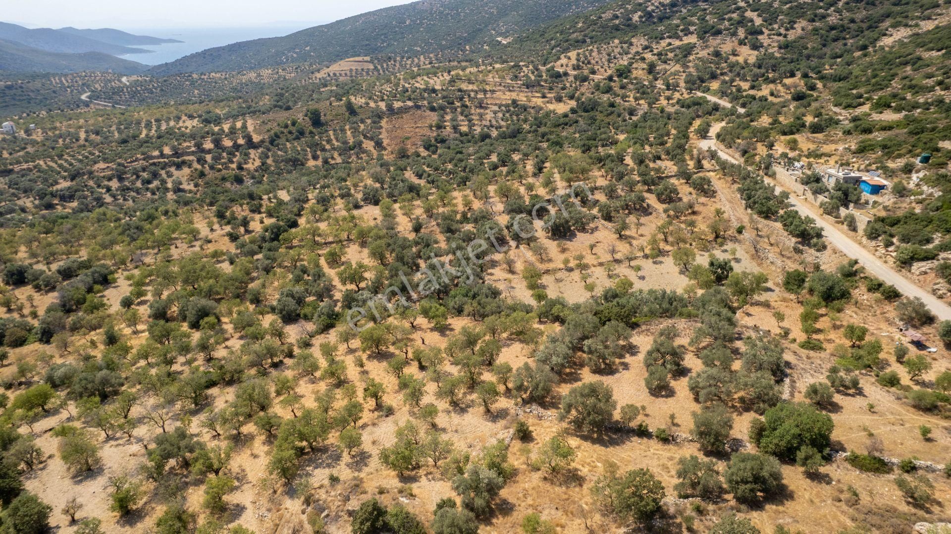 Datça Cumalı Köyünde Satılık 1.830 M2 Bademlik Tarla - Görsel 22