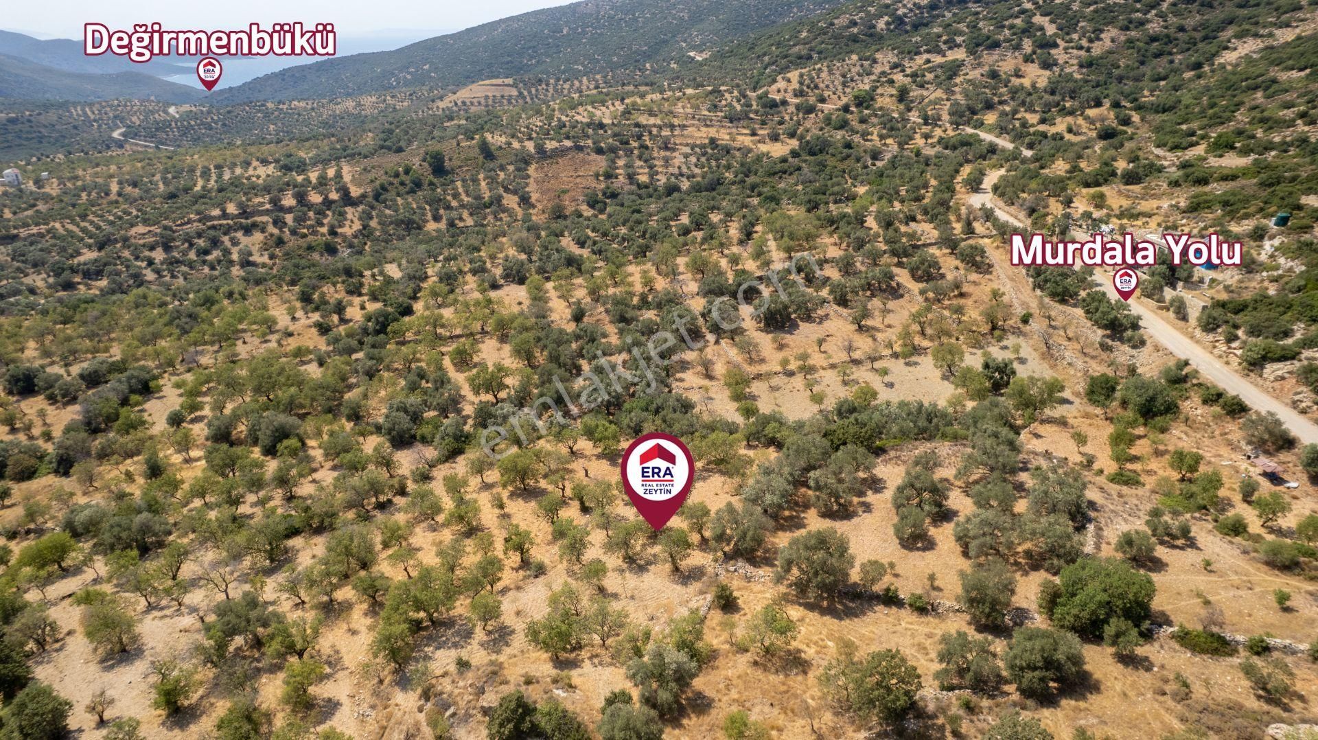 Datça Cumalı Köyünde Satılık 1.830 M2 Bademlik Tarla - Görsel 21