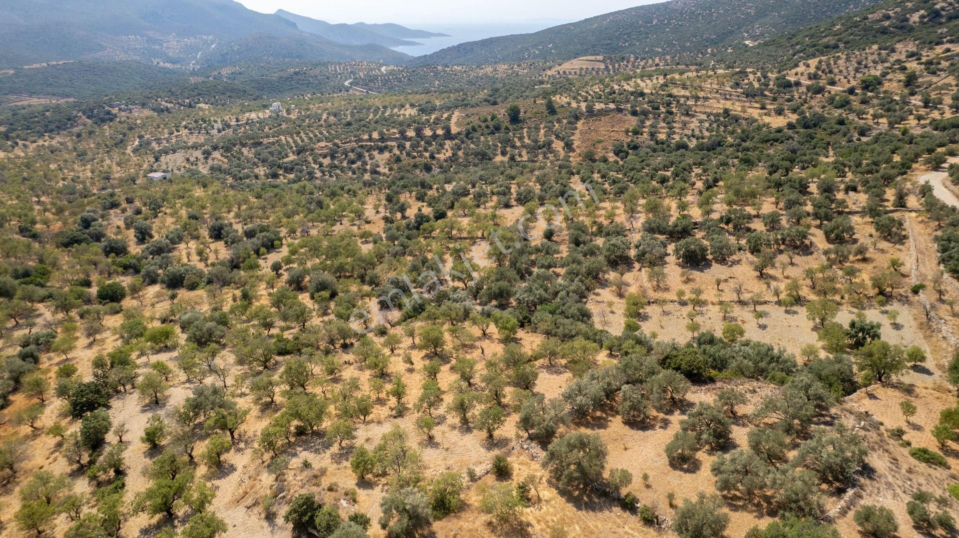 Datça Cumalı Köyünde Satılık 1.830 M2 Bademlik Tarla - Görsel 20