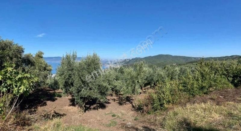 Gemlik Kurşunlu Satılık Zeytinlik Tek Tapu 7.749 M2