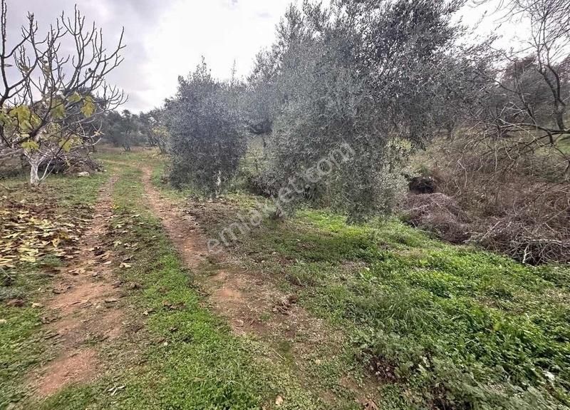 Pek Emlaktan Tireye Çok Yakın Çayırlı Da 2660 M2 Satılık Bahçe - Görsel 11